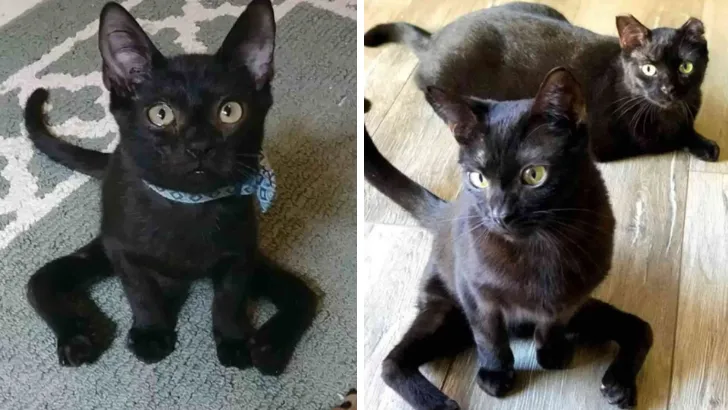 Aries the Spider Cat Becomes Ambassador For Special Needs Kitties