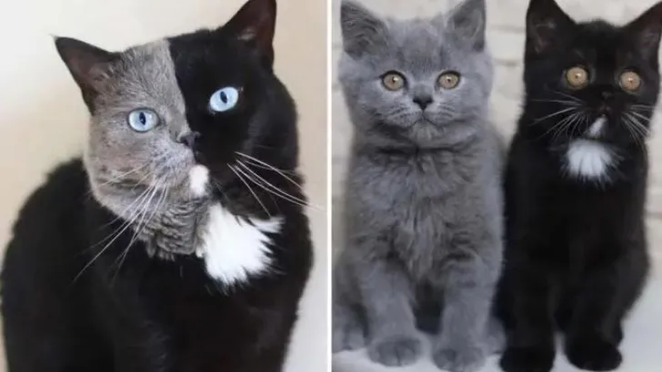 Beautiful ‘Two-Faced’ Cat Becomes Father To Kittens In Each Of His Colors