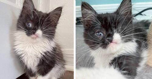 Kitten Born With One Eye And Heart Condition Gets A Second Chance!