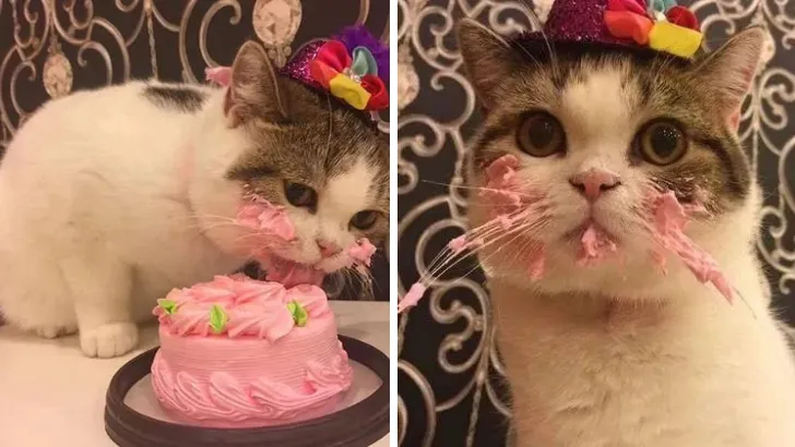 Cat Eating Cake On His Birthday Is Adorable