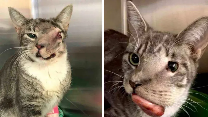 Cat With Giant Tumor Finally Gets Her Smile Back