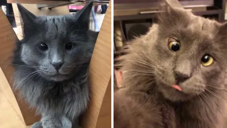 Cross-Eyed Cat Finds Someone to Love After Being Surrendered to Shelter