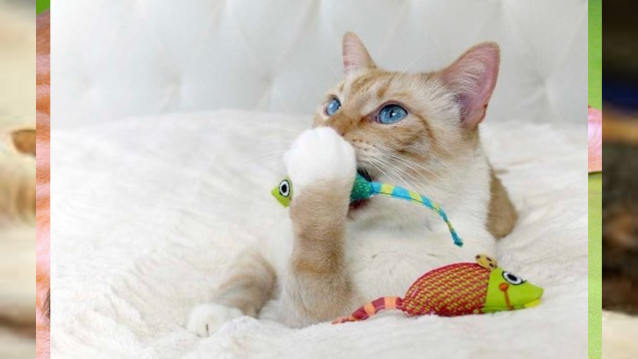 Do Cats Prefer Certain Types of Toys Over Others