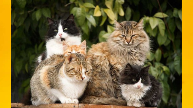 Do Cats Prefer to be Alone or in a Group?