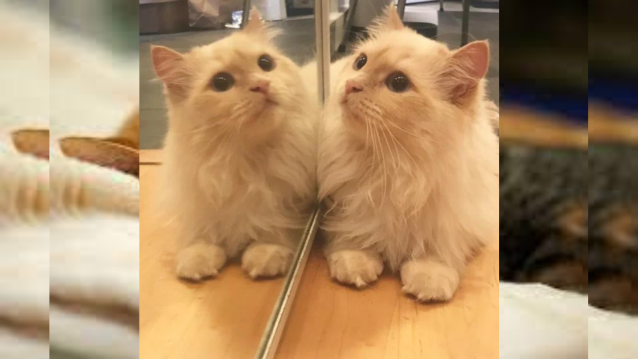 Do Cats Recognize Themselves in the Mirror