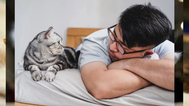 Do Cats Understand Human Emotions?