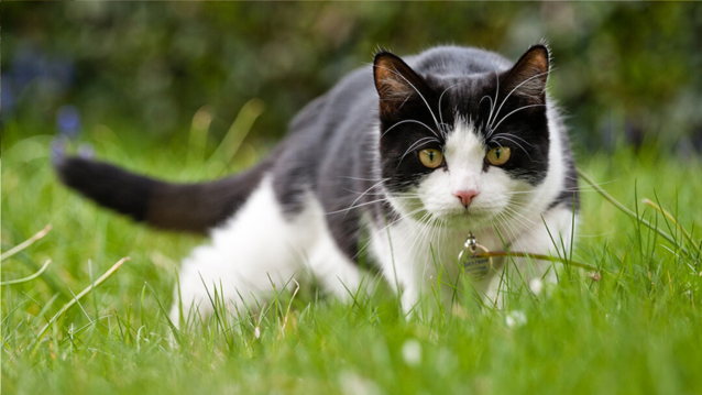 Do Cats Understand Human Languages?