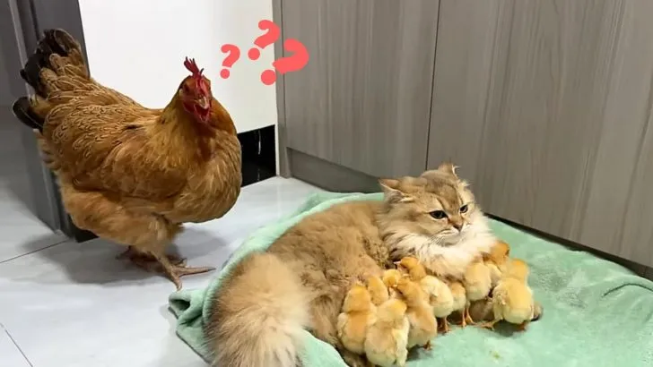 Hen Catches Cat Cuddling With Her Chicks And Ushes Her To Move