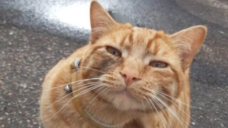 Lost Cat Travels 24 Miles All The Way To His Birth Place