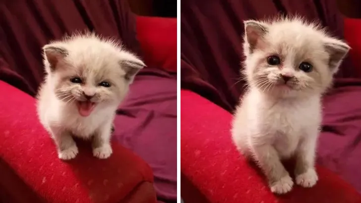 Meet A Foster Kitty That Gives The Cutest Smile