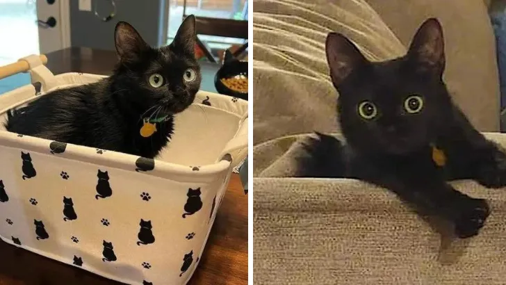 Meet Toothless, the Tiny Dwarf Kitty with a Heart as Big as a Dragon!