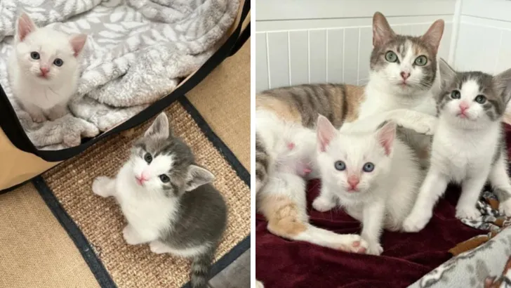 Orphaned Kitten Finds Joy Again As A Loving Mother Cat Welcomes Her ...