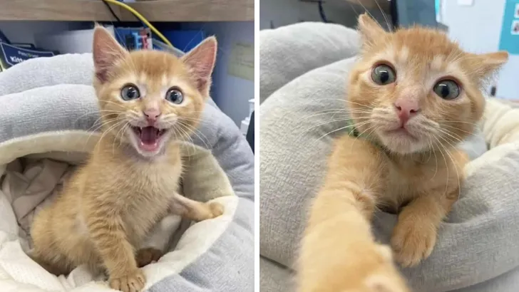 Purr-fect Promotion Kitten Goes from Being a Patient to Running the Place at Vet Clinic