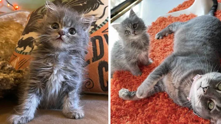 Rescued Kitten Finds Her Forever Home and Becomes the Ultimate Playmate to Foster Puppies