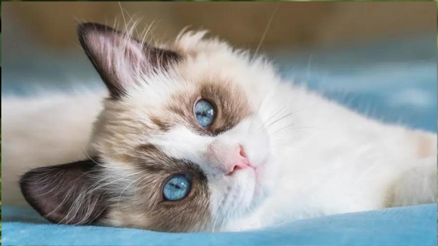 Should Cat Breeding be Limited to Prevent Genetic Health Issues?