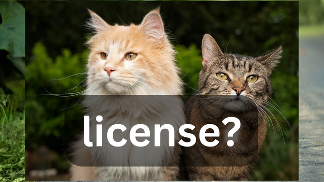 Should Cat Ownership Require a License or Permit