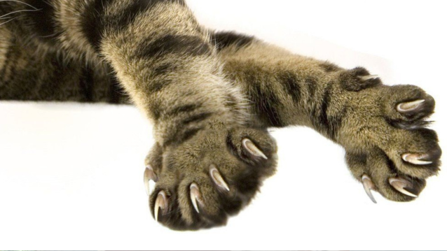 Should Declawing Cats Be Banned?