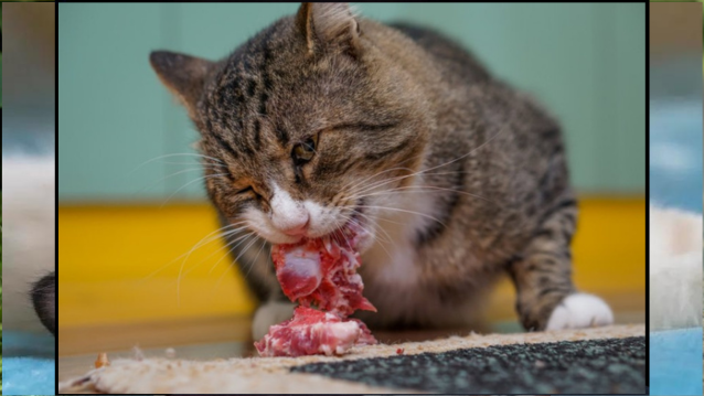 Should Feeding Raw Diets to Cats be Banned?