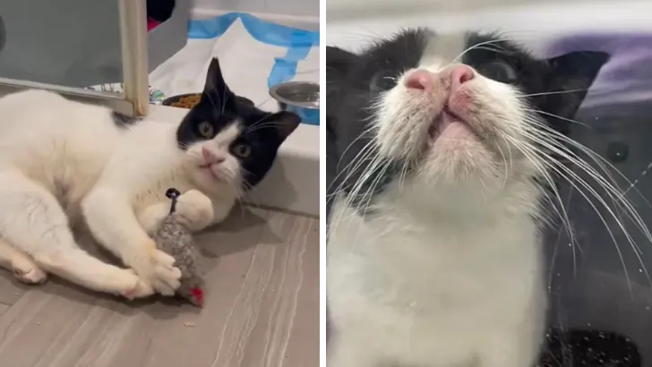 Sickly Street Cat Overcomes Double Illness To Find Love And Happiness