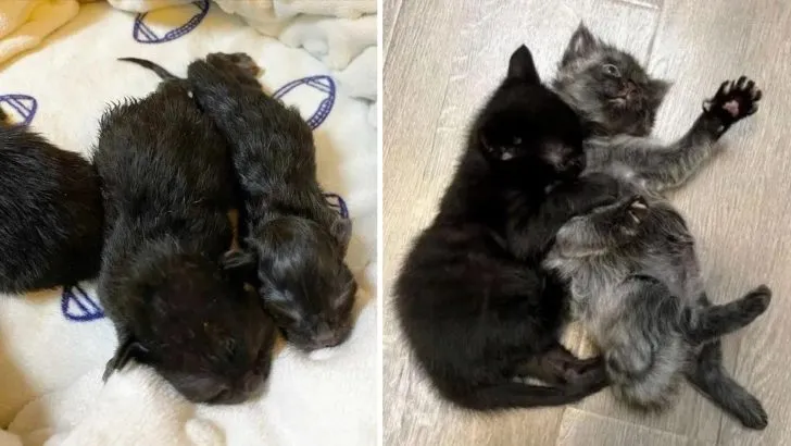 These-Two-Kittens-Are-Not-Just-Siblings-Their-Bond-Is-Out-Of-This-World-728x410