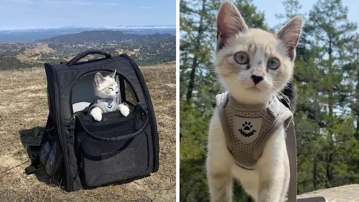 They Hike By Day and Snuggle in Their Tent By Night, Purr-fect Adventures With a Cat