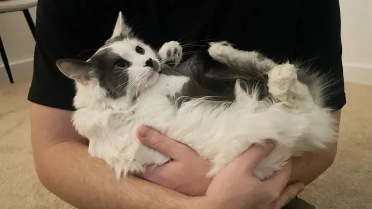 This Cat Was Marked As Too Aggressive Until She Felt What True Love Is