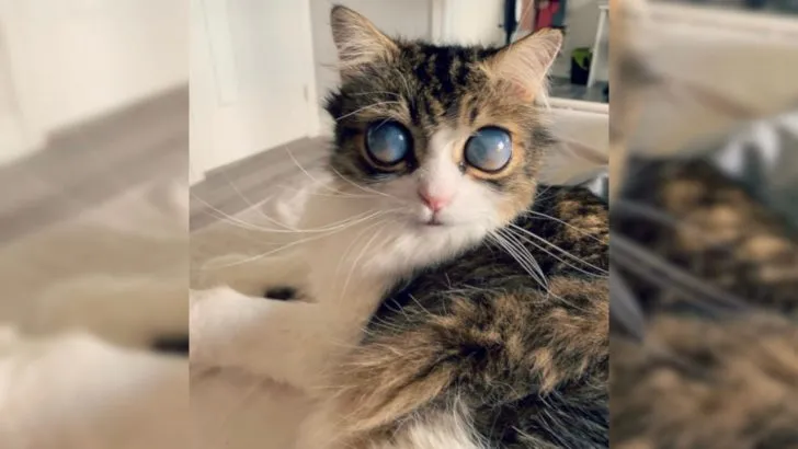 This Gorgeous Cat Has Moon-Like Eyes, Earning The Nickname Alien Cat