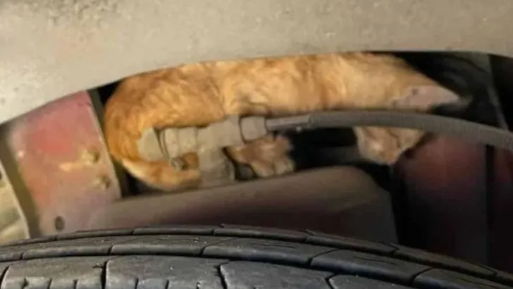 This Man Had No Idea The Tiny Kitten He Found In A Bus Engine Would Change His Life