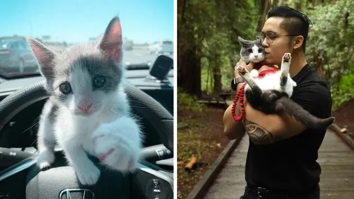 Tiny 2-Week-Old Kitten Charms Stranger Into Becoming His New Family