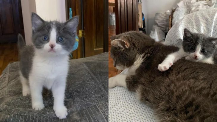 Tiny Stray Kitten Is So Excited To Have A New Home And Family To Love