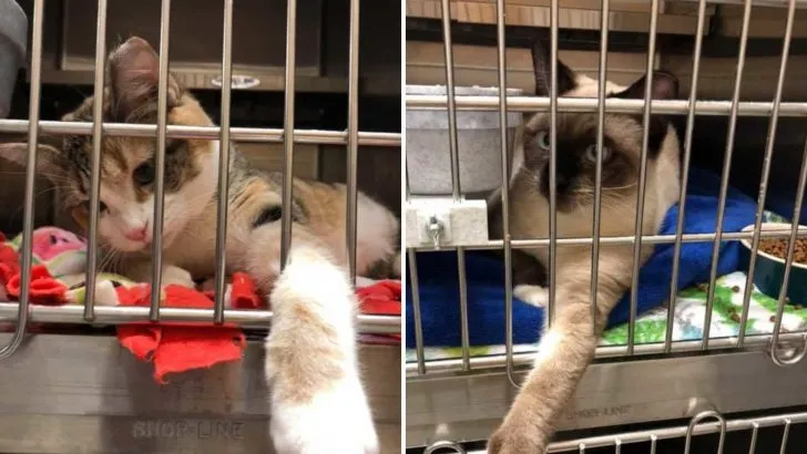 Two Feral Cats Got A Second Chance In Life All Because Of A Joke