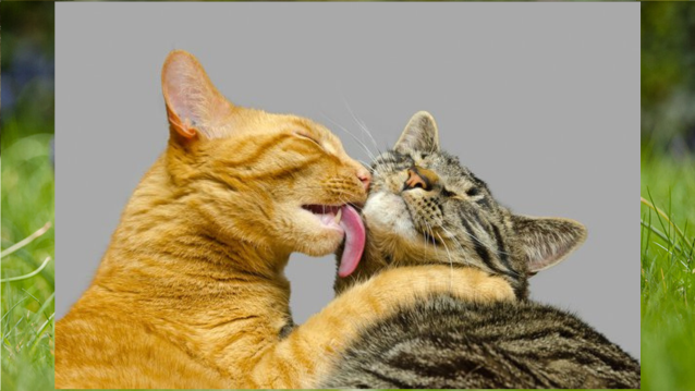 Why Do Cats Lick Each Other