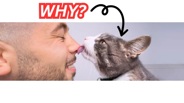 Why Does My Cat Lick Me