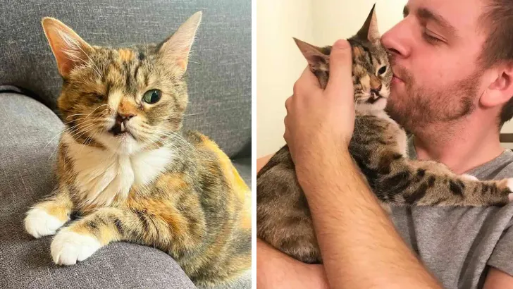 With a Snaggle Tooth and Just One Good Eye This Stray Cat Survivor Has So Much Love to Give